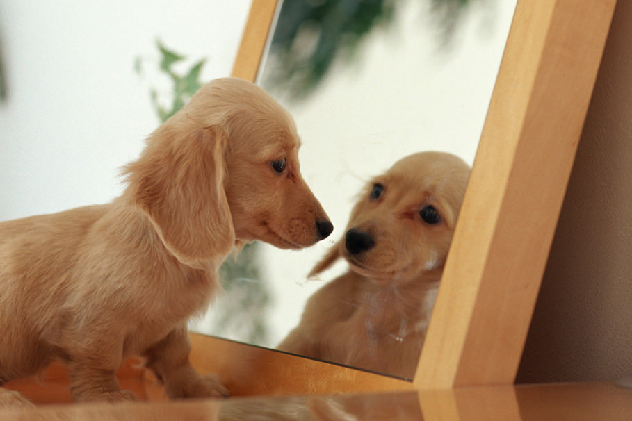鏡と向き合う犬